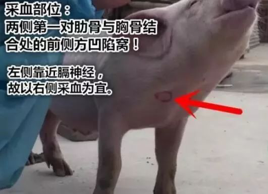 豬前腔靜脈采血位置
