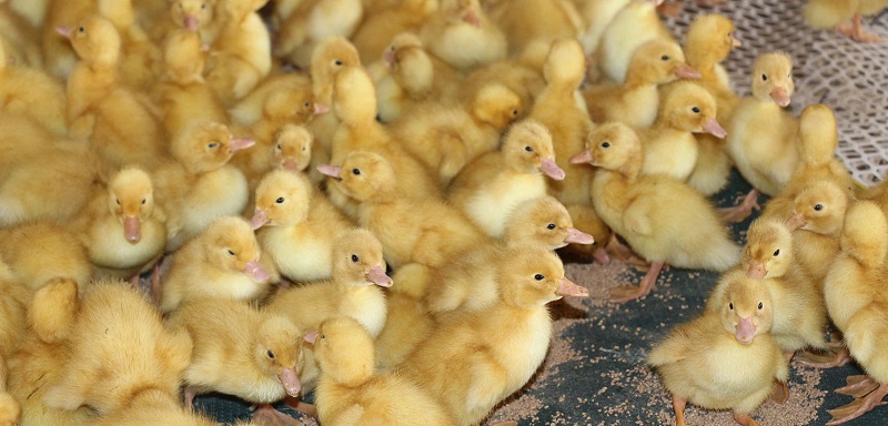 小鴨子怎么養(yǎng)