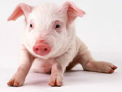 豬八字腿 豬八字腿