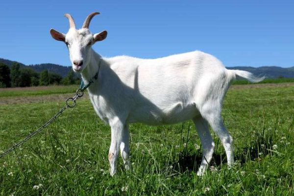 養(yǎng)羊知識(shí)