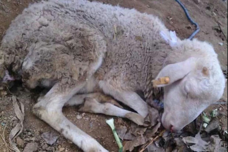 養(yǎng)羊知識(shí)