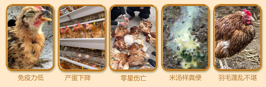 霉菌對家禽的危害