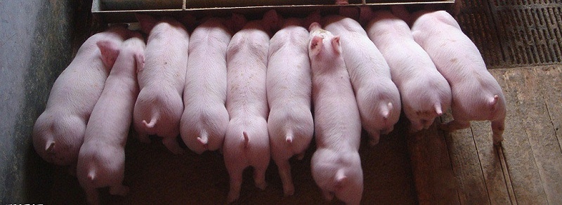 育肥豬的飼養(yǎng)管理