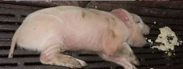 豬嘔吐什么原因