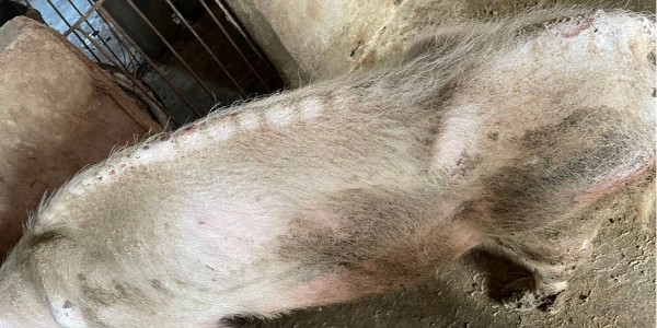 母豬越來(lái)越瘦不長(zhǎng)肉是什么原因