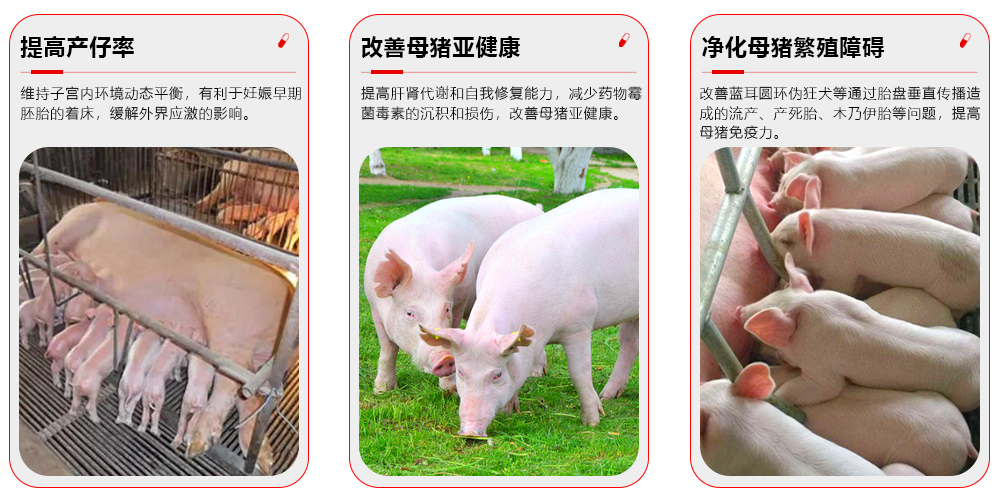 全成勿憂--妊娠專用 產品功效