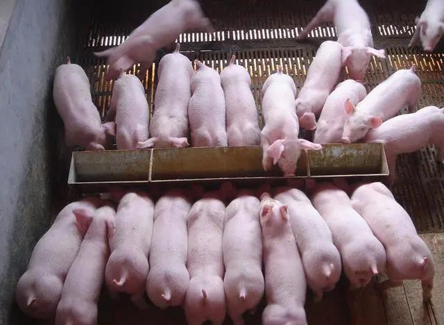 中草藥飼料添加劑