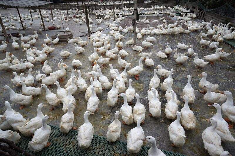 蛋鴨產蛋率下降如何解決