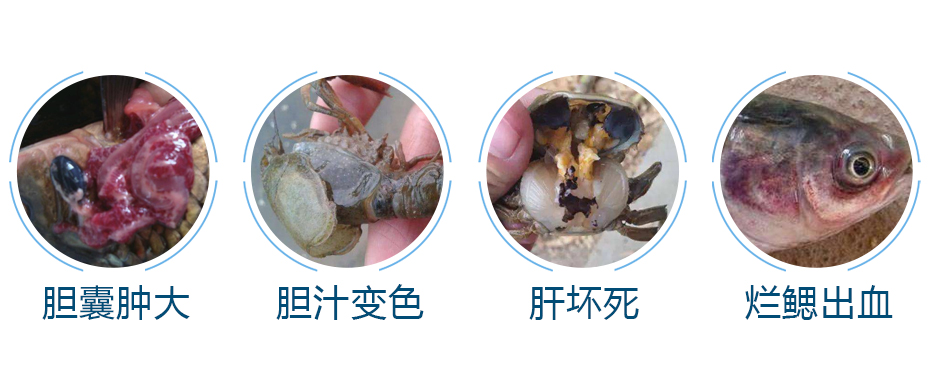 水產養殖中經常出現的肝膽問題