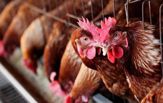 雞群冷應激引起的呼吸道疾病
