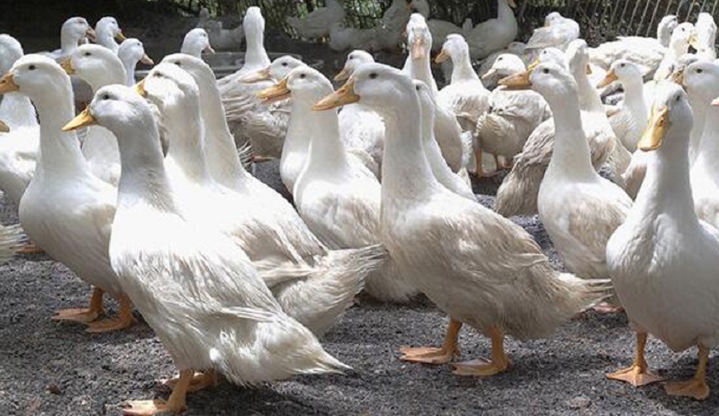 鴨子養(yǎng)殖技術(shù)：蛋鴨拉稀過料怎么辦