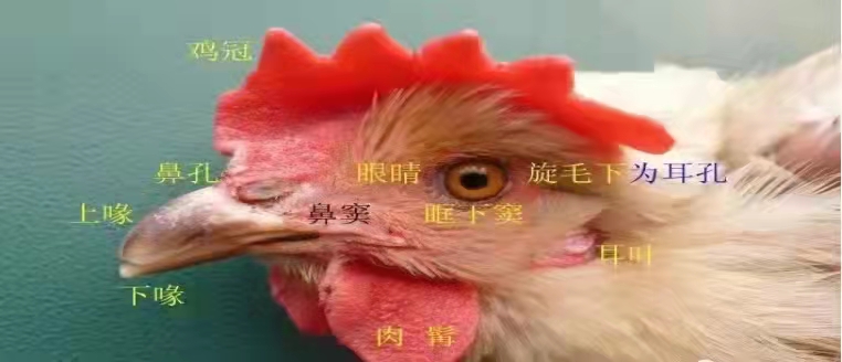 如何通過雞頭部臉部盡早發(fā)現(xiàn)疾病