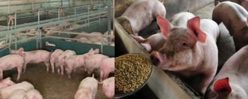 豬場驅(qū)蟲方法