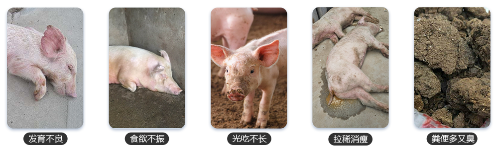 常見的養(yǎng)殖問題