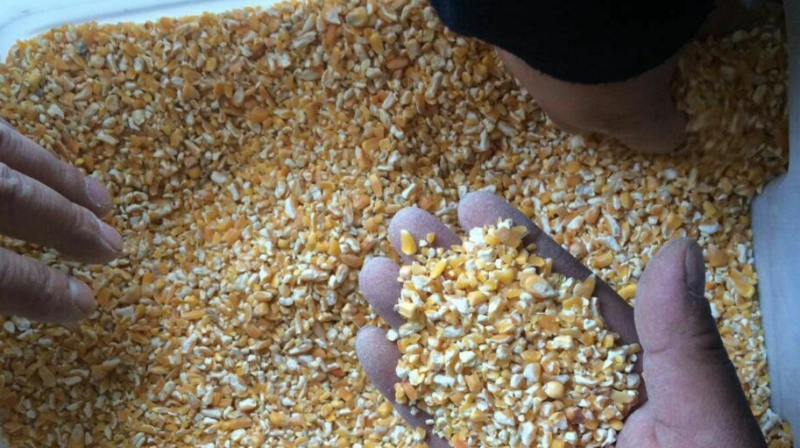 秋季新玉米能喂豬嗎