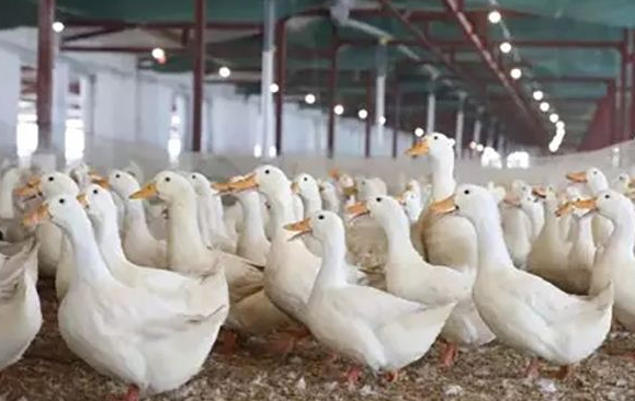 鴨鵝養(yǎng)殖技術