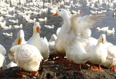 鴨鵝養(yǎng)殖技術