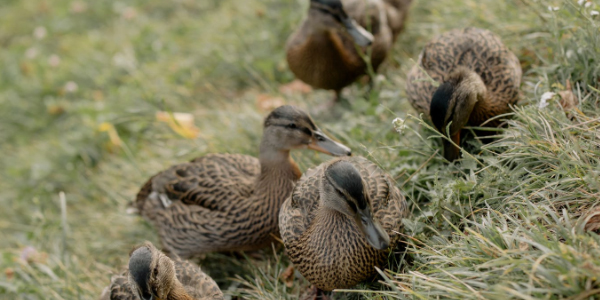 鴨子脾壞死是怎么回事