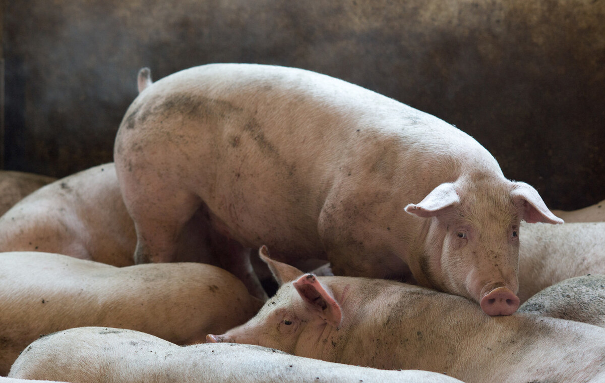 正確認(rèn)識非洲豬瘟，不要被輿論嚇到