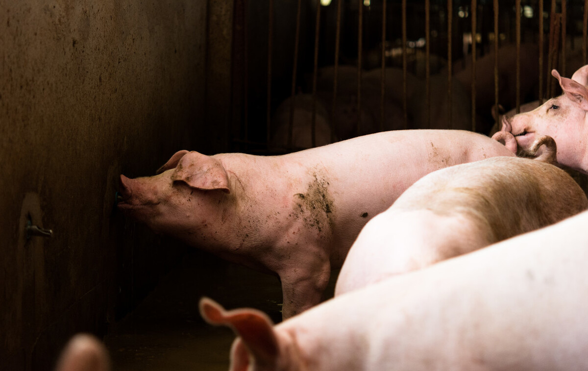 正確認(rèn)識非洲豬瘟，不要被輿論嚇到