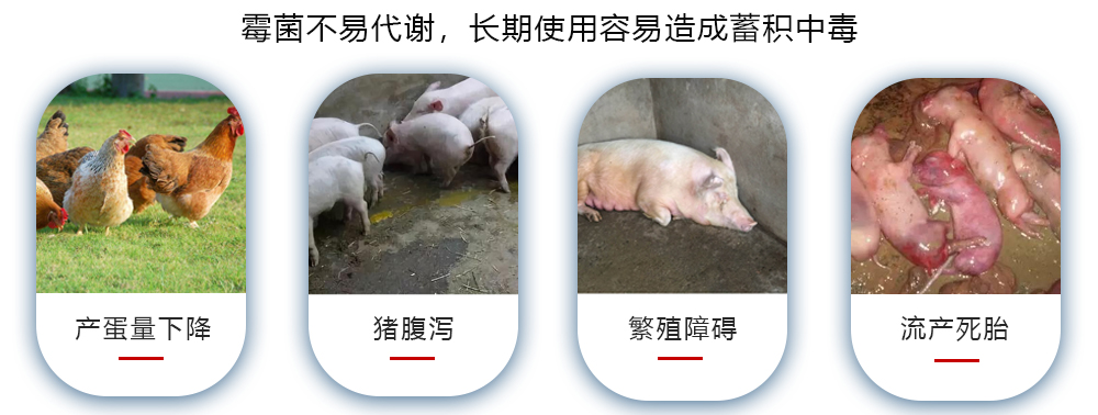 霉菌的危害無處不在