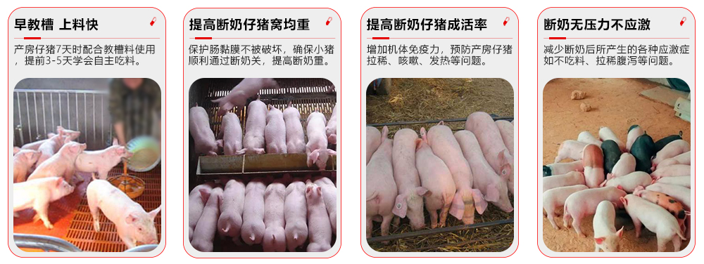 r全程勿憂-乳豬專用 產品功效esource/images/c44cf07c27db470c8466019888cb69f3_10.jpg