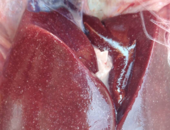 雞肝臟有白點(diǎn)