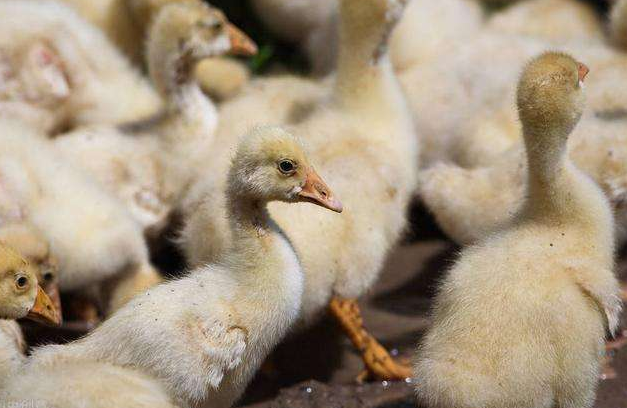 雛鵝痛風(fēng)水禽養(yǎng)殖