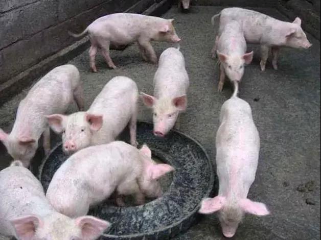 仔豬感染大腸桿菌