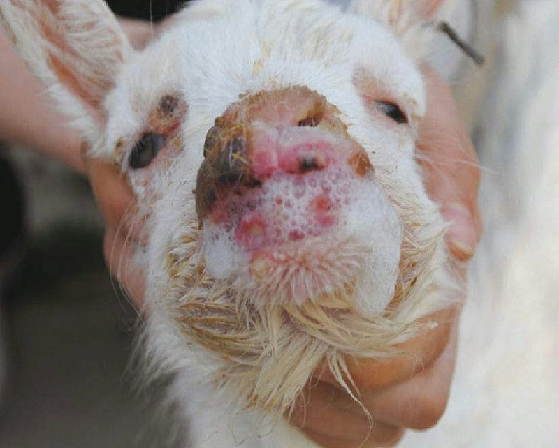 羊傳染性膿皰病