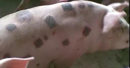 豬丹毒感染怎么預防