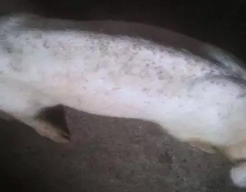 豬用飼料添加劑