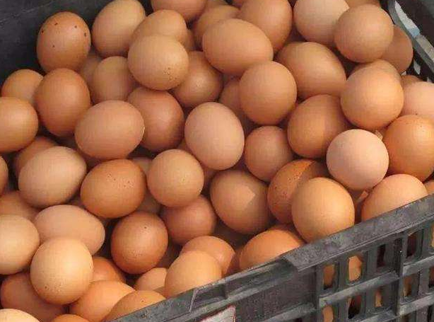 不明原因產(chǎn)蛋下降